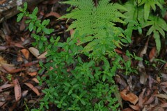 Gonocarpus oreophilus