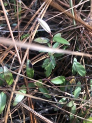 Vaccinium crassifolium