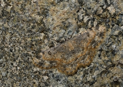 Charissa subtaurica