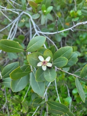 Kageneckia oblonga
