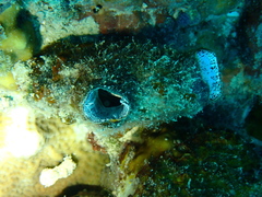 Stolidobranchia