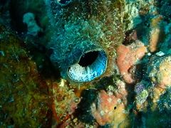 Stolidobranchia