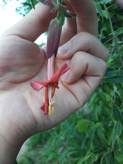 Dolichandra cynanchoides