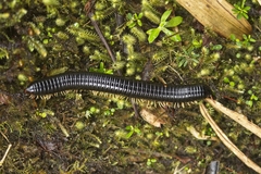 Archispirostreptus gigas