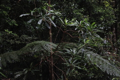 Anopterus macleayanus