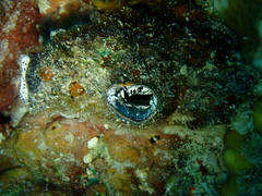 Stolidobranchia