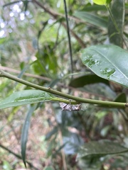 Platyomus piscatorius
