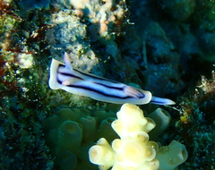 Chromodoris lochi