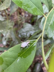 Platyomus piscatorius