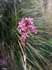 Epidendrum arachnoglossum