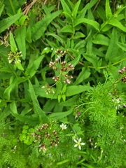 Aristeguietia salvia