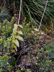 Epidendrum arachnoglossum