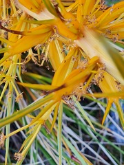 Aciphylla colensoi