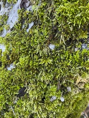 Homalothecium fulgescens