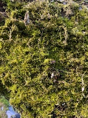 Homalothecium fulgescens