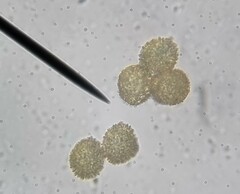 Microbryum davallianum