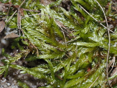 Entodontaceae
