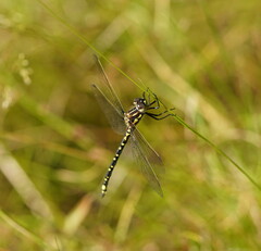 Eusynthemis virgula