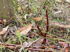 Dipodium roseum
