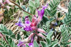 Astragalus shortianus