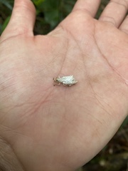 Platyomus piscatorius