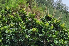 Aglaia rimosa