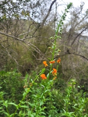 Alonsoa meridionalis