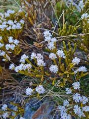 Veronica lycopodioides