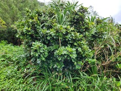 Aglaia rimosa