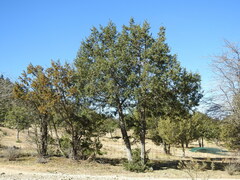 Juniperus deppeana