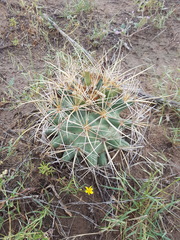 Coryphantha robustispina uncinata