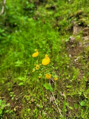 Calceolaria corymbosa