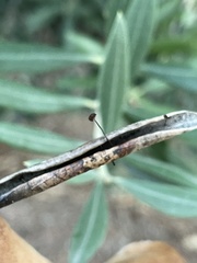 Cryptomarasmius corbariensis