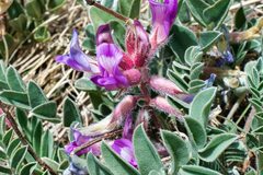 Astragalus shortianus