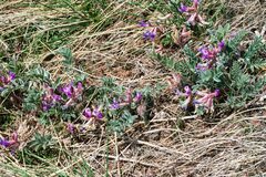 Astragalus shortianus