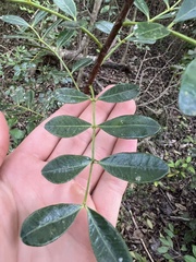 Zanthoxylum coriaceum