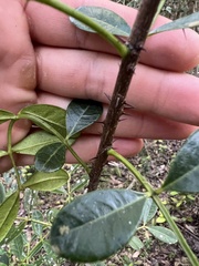 Zanthoxylum coriaceum