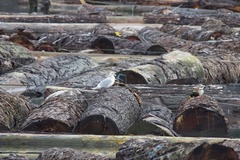 Larus glaucescens × occidentalis