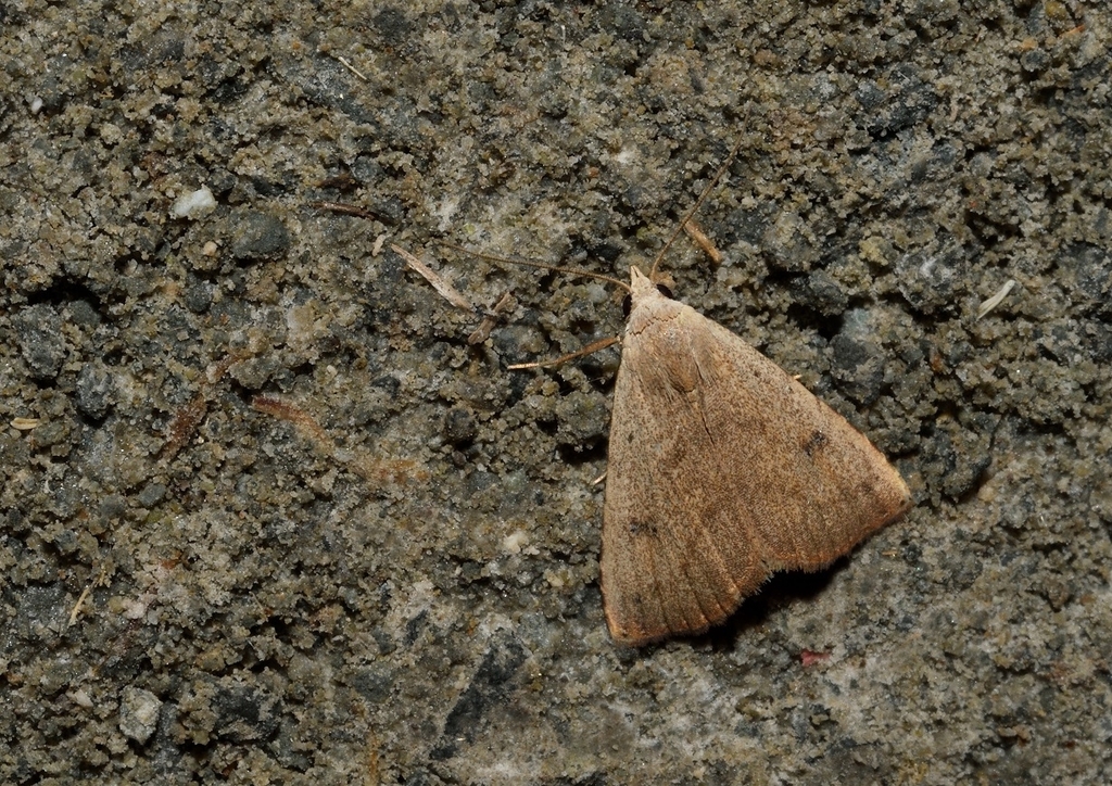Rivula tanitalis