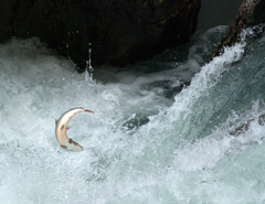 Salvelinus confluentus