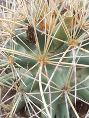 Coryphantha robustispina uncinata