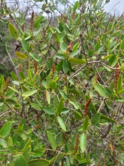 Colliguaja odorifera