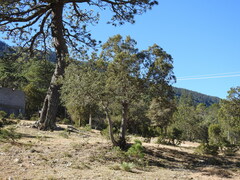 Juniperus deppeana