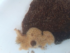 Aplidium glabrum