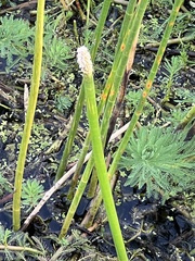 Eleocharis interstincta