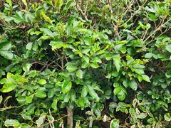 Aglaia rimosa