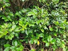 Aglaia rimosa