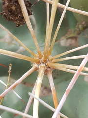 Coryphantha robustispina uncinata