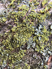 Candelaria concolor