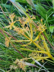 Aciphylla monroi